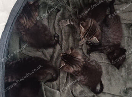 Six kittens needing homes