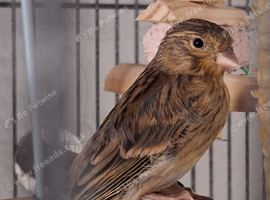 4 canaries for sale!