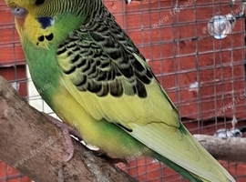 Baby budgies