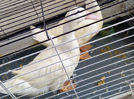 Ducks free collections
