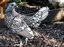 Wanted chickens