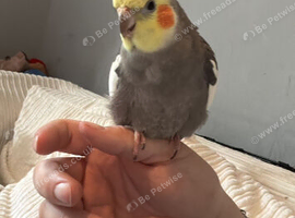 Cockatiel grey male