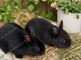 Netherland dwarf males