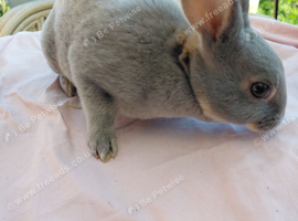 Beautiful rex rabbits