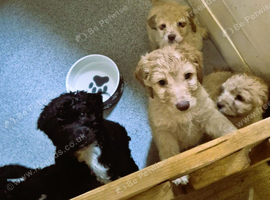 F1 Cockapoo's 2 boys left - Vet checked healthy and ready to leave