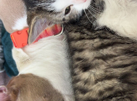 Kitten 9 weeks old