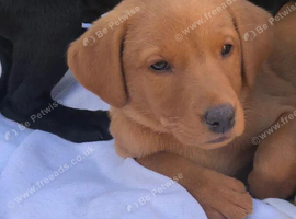 3 beautiful Fox Red Labrador puppies looking for their forever homes