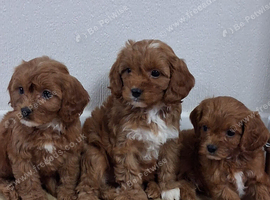 Cavapoo puppys ready to go