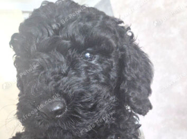 Mini poodle puppies