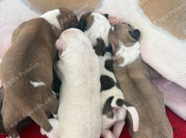 Whippet cross pups