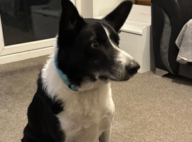 Border collie stud