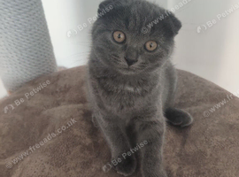 Scottish fold blue