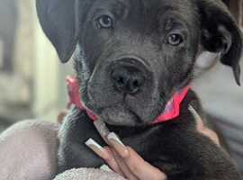 Female Cane Corso Puppy