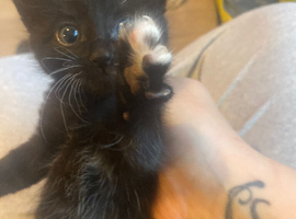 5 beautiful kittens