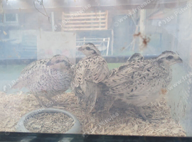 Bobwhite Snowflake hens