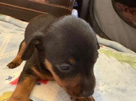 Dorkie pups