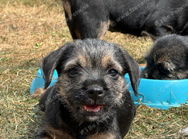 Beautiful Border Terrier Pups