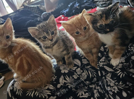 4 adorable kittens