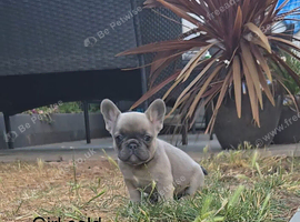 French bulldog puppies