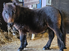 Gorgeous Bay Yearling Mini Shetland Colt