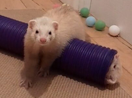 2 male ferrets 11 months old