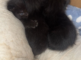British shorthair X Russian
