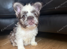 Fluffy French bulldog