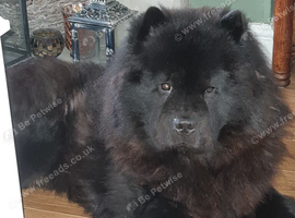 Black Chow chow 2 years male