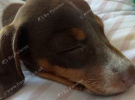 Male puppy pedigree dachshund