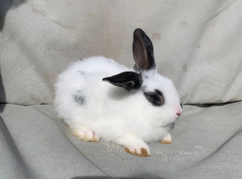 LAST BABY GIRL Mini lion lops