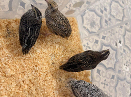 Coturnix quail 1 male 3 female