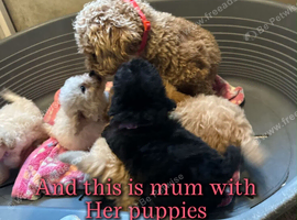 Toy poodle ready now