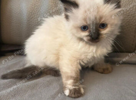 Coco a beautiful ragdoll