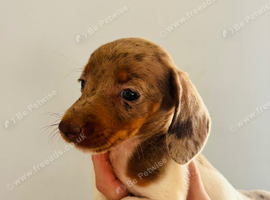 Adore miniature daschund puppies