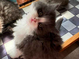 Ragdoll x British long hair