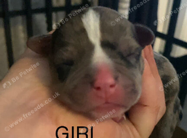 Staffordshire bull terrier pups available
