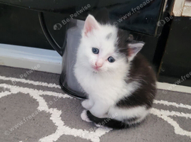 Beautiful kittens