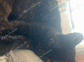 Maebelle (tortoise shell x calico)