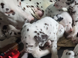 KC REG LIVER DALMATIAN PUPPIES