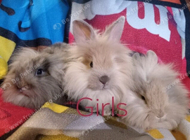 6 mini lion lops ready now