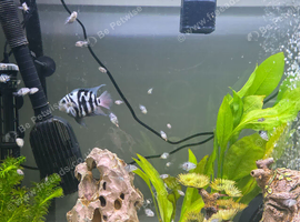 Polar blue parrot cichlids