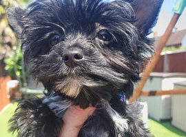 LAST GIRL! Mini Black Yorkshire Terrier