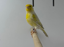 Canaries