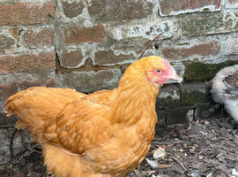 3 buff Orpington's