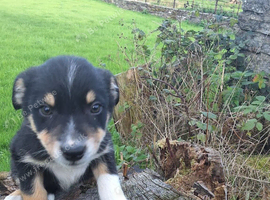 Adorable border collie