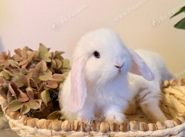1 boy MiniLop baby left (ready now)