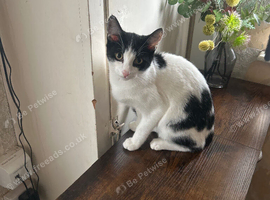 Kittens for Sale