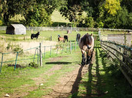 Track/Equicentral Livery yard suitable for all barefooters from happy hackers to laminitics and retirees
