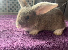 7 week old Lops