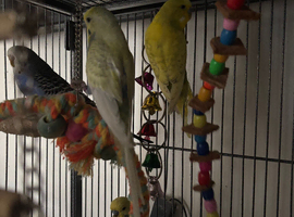 7 budgies with full set up cage and toys